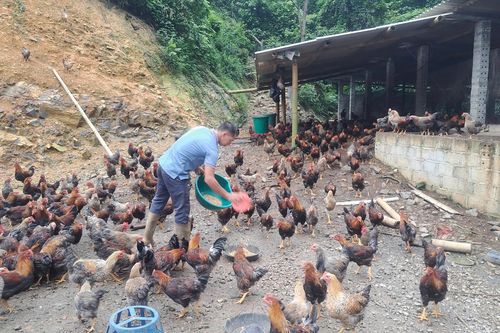 Lạng Sơn: Tạo nền tảng sinh kế cho giảm nghèo bền vững