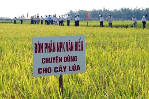 Phân lân nung chảy Văn Điển hướng tới canh tác bền vững
