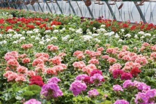 Kiến nghị tháo gỡ 4 điểm nghẽn trong lĩnh vực Trồng trọt và Bảo vệ thực vật