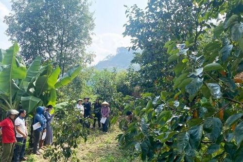 Tuyên Quang: Xã Cán Tỷ phát huy lợi thế nông nghiệp đặc sản, hướng tới phát triển bền vững