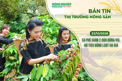 Thị trường nông sản 22/10/2026: Cà phê giảm sâu 2.000 đồng/kg, hồ tiêu đồng loạt hạ giá