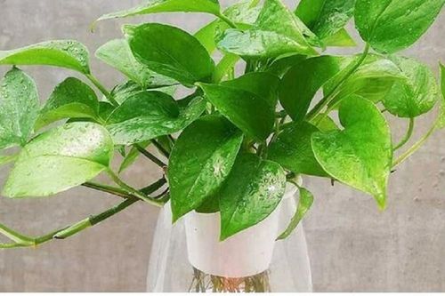 Những vị trí tối kỵ trong nhà tránh đặt cây trầu bà