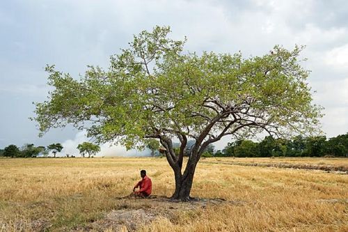 Thế giới đối mặt đợt tẩy trắng san hô 'mức độ đáng sợ' vì El Nino
