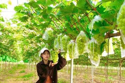 Xây dựng hệ sinh thái hỗ trợ nông dân toàn diện