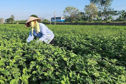 Từ những chuyến đi tìm cây thuốc đến hành trình bảo tồn giá trị dược liệu Việt