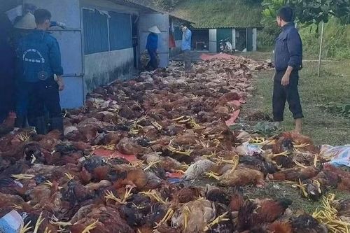 Hơn 3.000 con gà sắp xuất bán chết do chập điện