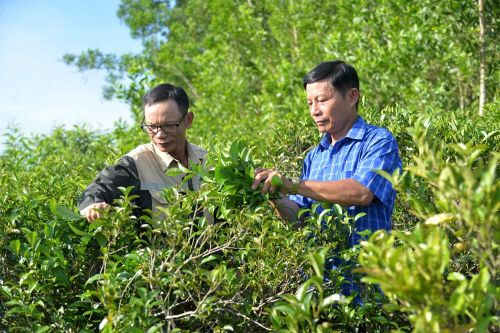 Quảng Ngãi: Bảo hộ nhãn hiệu 'Chè Lộc Thanh', mở hướng nâng thu nhập cho người dân