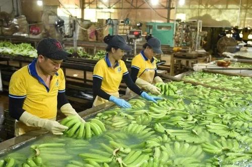 Hệ sinh thái nông nghiệp xanh trên đất cao-su