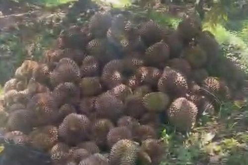 Đồng Tháp: Phá hoại gần 8.000kg sầu riêng vì mâu thuẫn