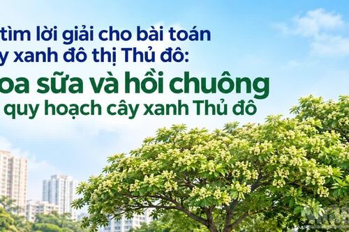 Hoa sữa và hồi chuông về quy hoạch cây xanh Thủ đô