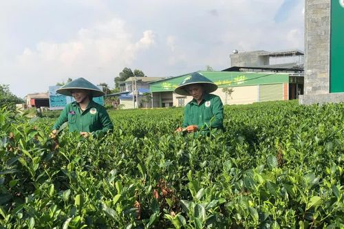 Thúc đẩy chuyển đổi số trong nông nghiệp