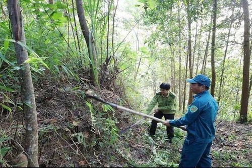 Lào Cai siết chặt bảo vệ rừng trước mùa khô hanh