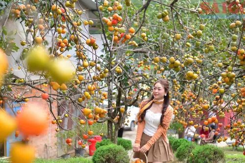 Du khách thích thú với mùa hồng chín ở Đà Lạt