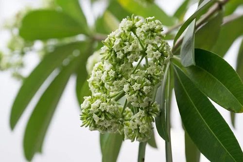 Di chuyển cây hoa sữa ở Hà Nội phải làm thế nào để vẫn giữ nét đặc trưng?