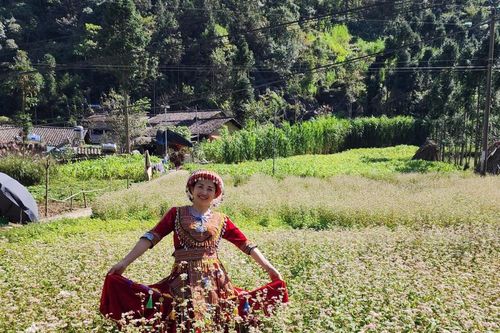 Trồng 400ha hoa tam giác mạch phục vụ lễ hội năm 2026