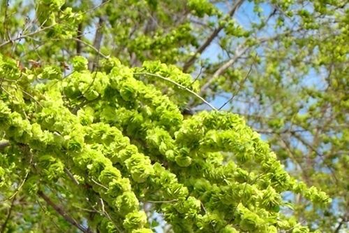3 loại cây được ví như 'cây tài lộc', nhiều người thích trồng trong sân nhà