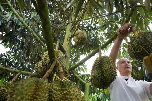 Sầu riêng chưa ra quả, người Lê và Miêu ở Hải Nam đã có thu nhập trăm triệu