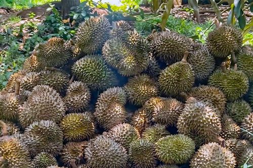 Chú ruột xót xa nhìn gần 8 tấn sầu riêng lần đầu cho trái bị cháu trai 'bức tử'