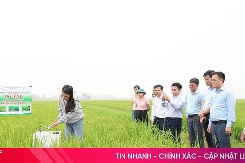 Hà Tĩnh dự kiến triển khai 15.000 ha lúa theo công nghệ tưới ngập - khô xen kẽ