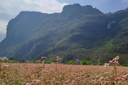 Sắc hoa tam giác mạch gọi mời du khách đến với Cao nguyên đá Đồng Văn