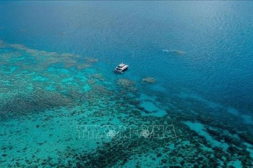 96% hệ sinh thái rạn san hô đối mặt nguy cơ sụp đổ