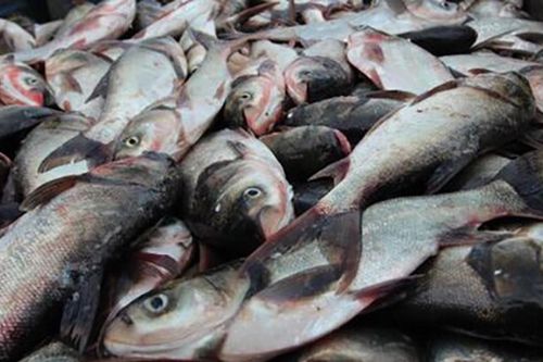 Loài cá thường bị chê vì mùi tanh nhưng lại là 'kho báu' Omega-3 cực tốt cho sức khỏe