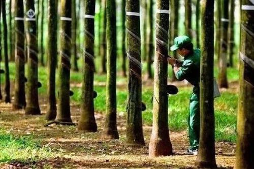 Vì sao giá cổ phiếu Cao su Tây Ninh tăng gần 30% trong khi lợi nhuận giảm?