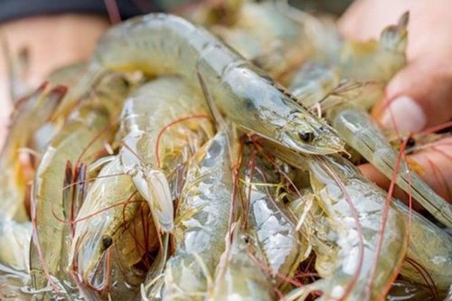 Doanh thu giảm, Thực phẩm Sao Ta vẫn lãi lớn quý III nhờ 'vụ tôm vàng'