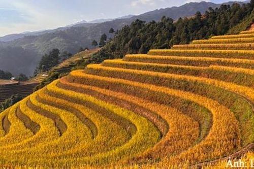 Mù Cang Chải: Từ sức hút mùa vàng đến phát triển du lịch bền vững