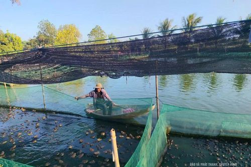 Quảng Chính tích tụ ruộng đất, phát triển sản xuất quy mô lớn
