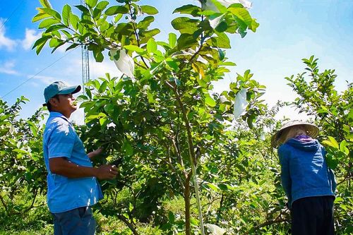 Hiệu quả trồng cây ăn quả từ công nghệ cao