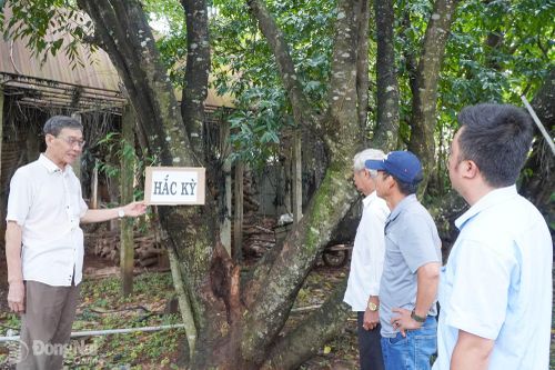 Người tiên phong trồng kỳ nam ở Bình Lộc