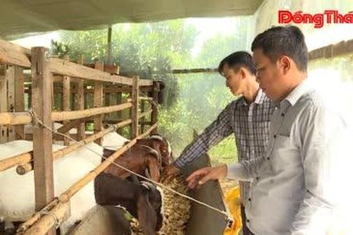 Ba Sao: Hiệu quả từ mô hình tuần hoàn trồng mít, nuôi dê