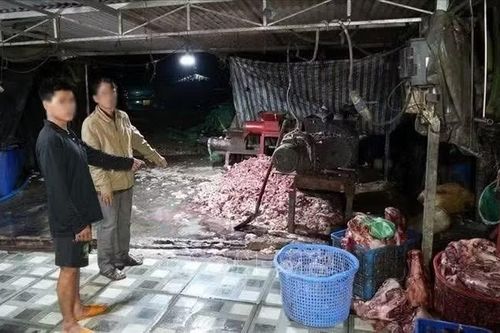 400 tấn heo bệnh, heo chết ra thị trường: Lỗ hổng nào trong kiểm soát thực phẩm?