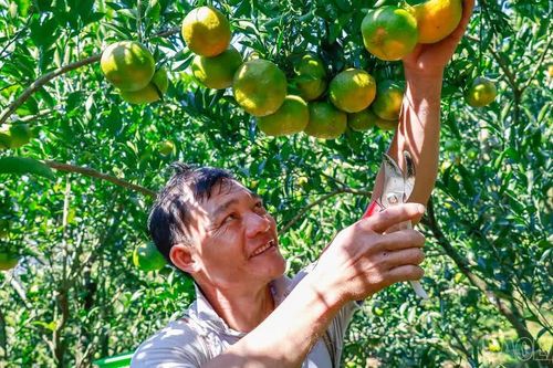 Sắc vàng mùa quýt Mường Khương