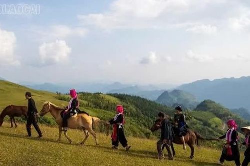 Cần có giải pháp phát triển đàn ngựa tại Lào Cai