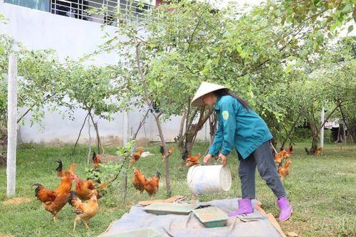 Thu nửa tỷ đồng mỗi năm nhờ mô hình “dưới gà vịt, trên tán táo”