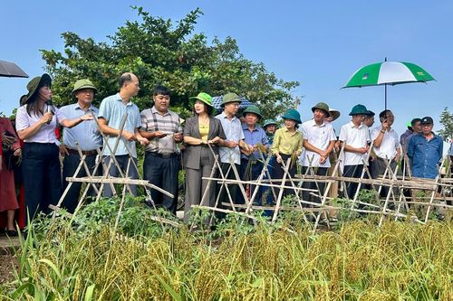 Kim Sơn: Hiệu quả từ mô hình lúa IPHM vụ Mùa 2026