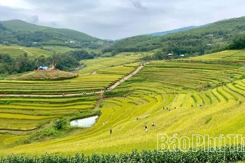 Lễ hội Ruộng bậc thang Miền Đồi năm 2026 sẽ diễn ra trong 2 ngày 24 - 25/10