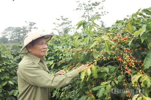Cà phê Khe Sanh hương vị… 'kẻ biển'