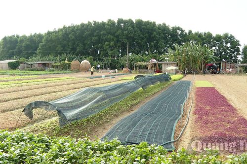 Phát triển kinh tế theo nghị quyết chuyên đề