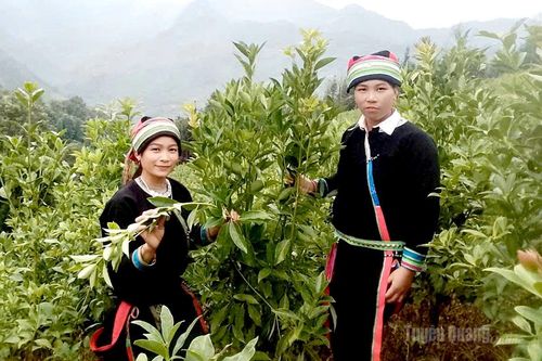 Đồng hành cùng phụ nữ phát triển kinh tế