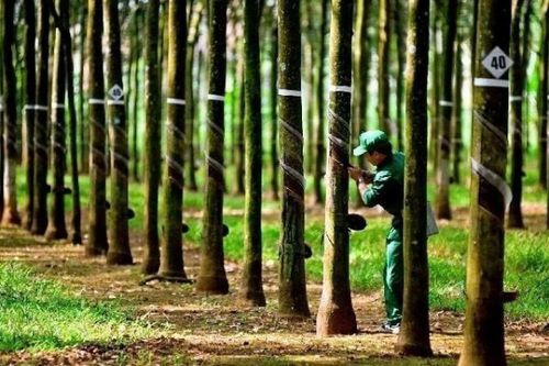 Cao su Tây Ninh báo doanh thu quý cao nhất trong gần 14 năm