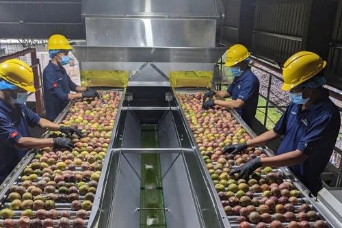 Thúc đẩy nông nghiệp công nghệ cao, nâng tầm dược liệu Tây Nguyên