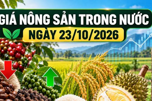 Nông sản trong nước 23/10: Cà phê xuống 90.200 đồng/kg, hồ tiêu chạm 140.000 đồng/kg