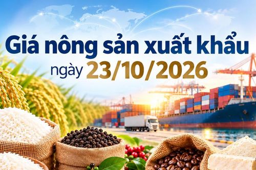 Nông sản xuất khẩu 23/10: Gạo giữ giá, Robusta giảm 58 USD/tấn
