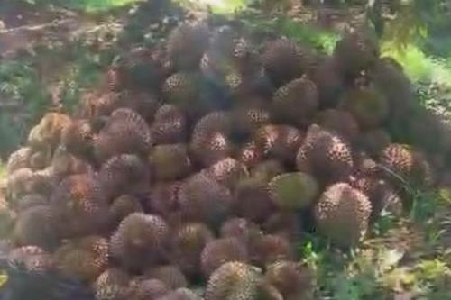 Mẫu thuẫn cháu phun thuốc diệt cỏ gây thiệt hại vườn sầu riêng chú ruột