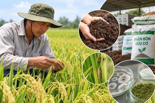 Gỡ nút thắt vật tư nông nghiệp hữu cơ - Kỳ 1: Những rào cản từ thực tiễn