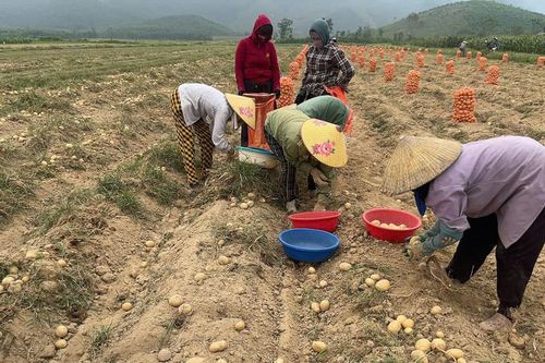 Chuyên gia mách nước phát triển cây khoai tây ở Việt Nam