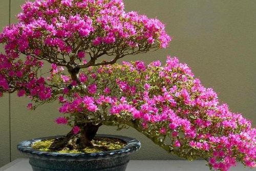 Cách xử lý hoa giấy ra hoa đúng dịp Tết 2027